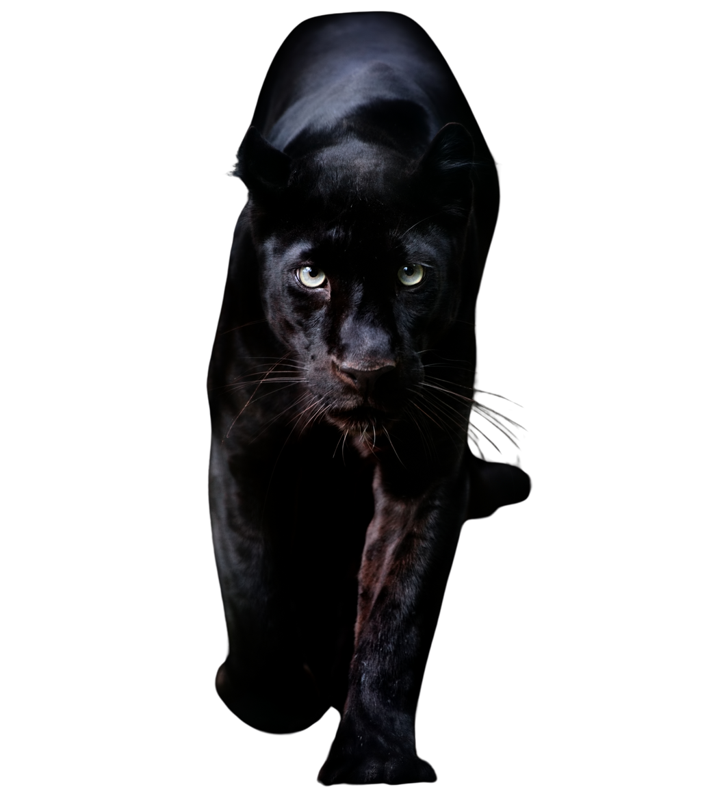 Black Panther in the Dark