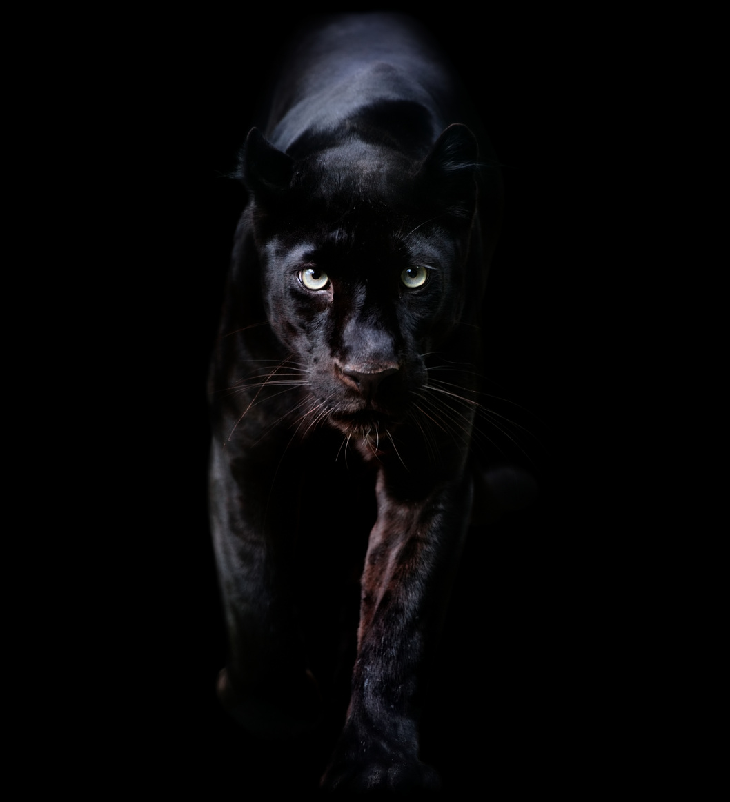 Black Panther in the Dark